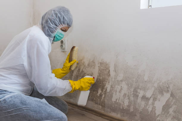 Best HVAC Mold Remediation in USA